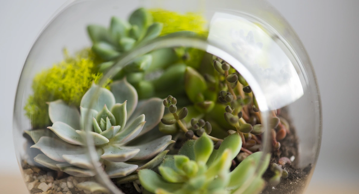 succulents