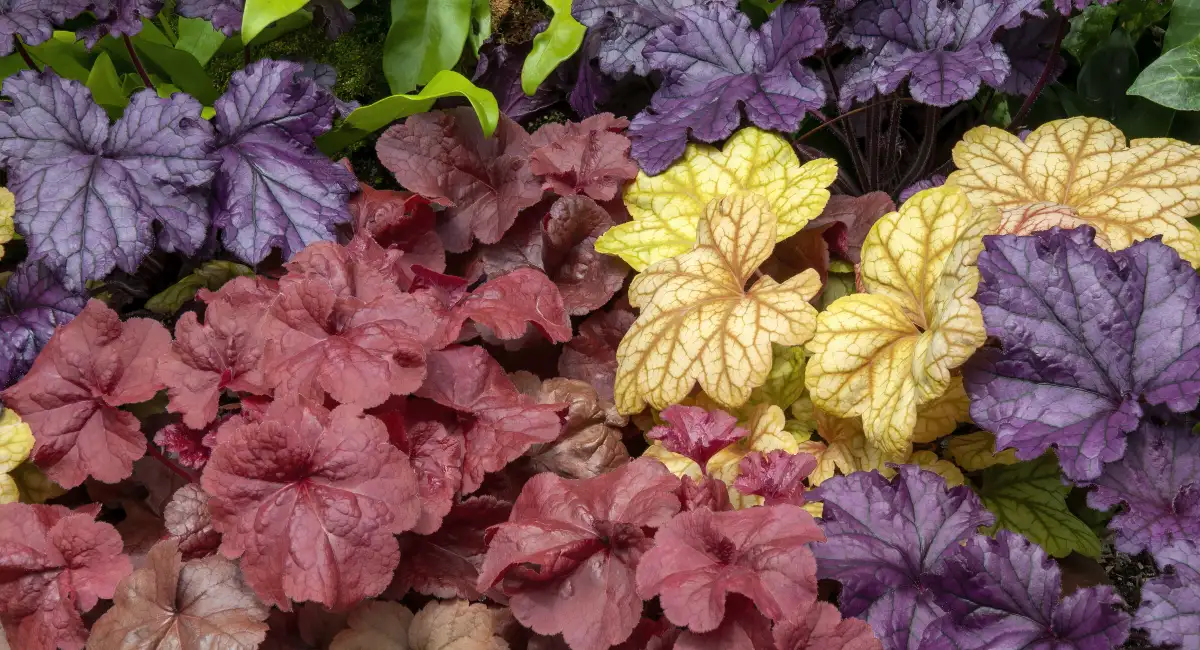 image-banner-stock-colourful-heuchera-leaves-on-a-plant-wall-1431607605.webp