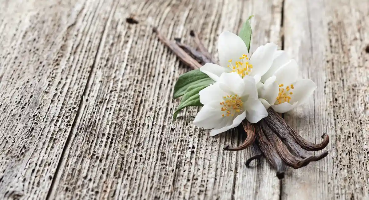 Vanilla pod laying in a wood surface