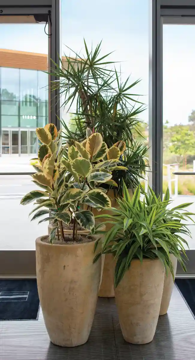 Indoor plants in tall pots