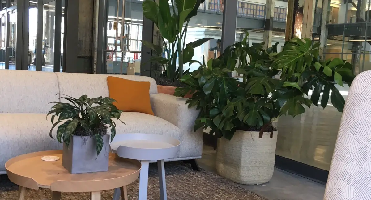 Lounge area with potted plants