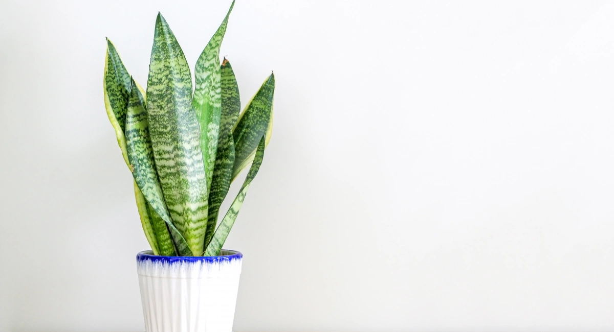 Snake plant with upright green leaves in white and blue ceramic pot