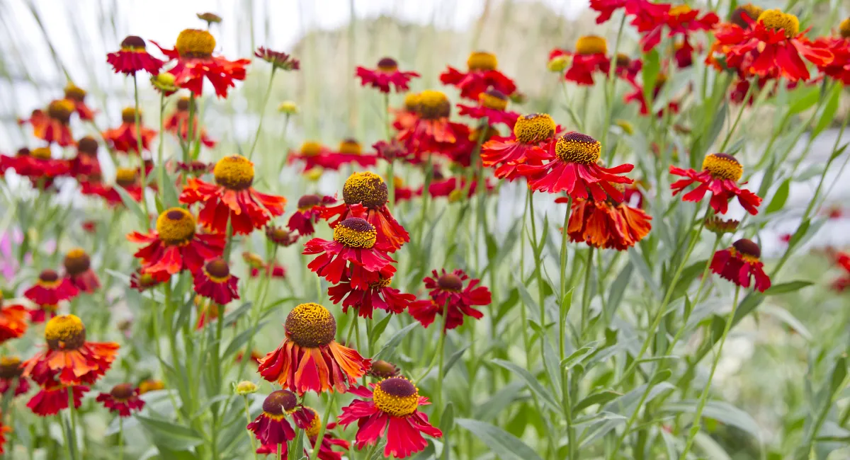 image-banner-stock-warmed-coloured-helenium-flower-in-a-summer-garden-1415568429.webp