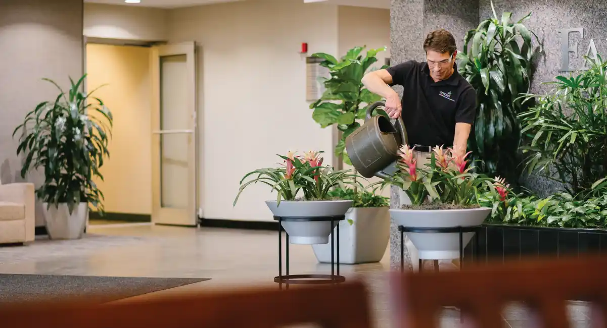 Person watering a plant