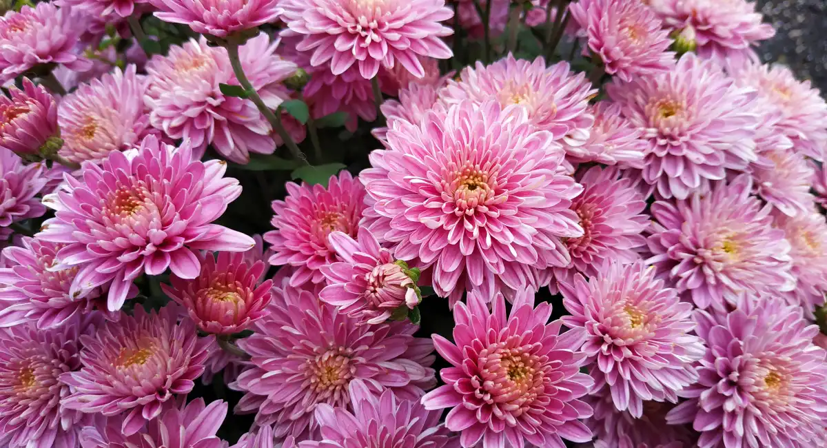 image-banner-stock-chrysanthemum-pattern-in-flowers-park--1167186973.webp