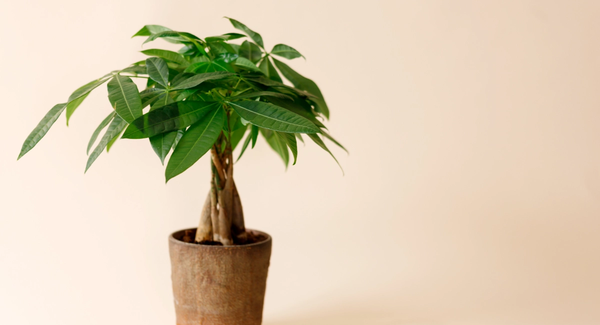 image-banner-stock-a-money-tree-plant-pachira-aquatica-1345463551.webp