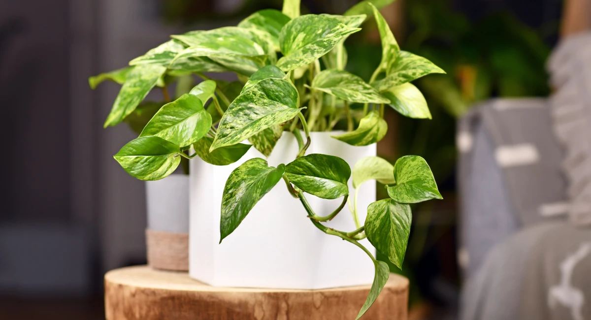 image-banner-stock-tropical-epipremnum-aureum-marble-queen-pothos-1320269359.webp