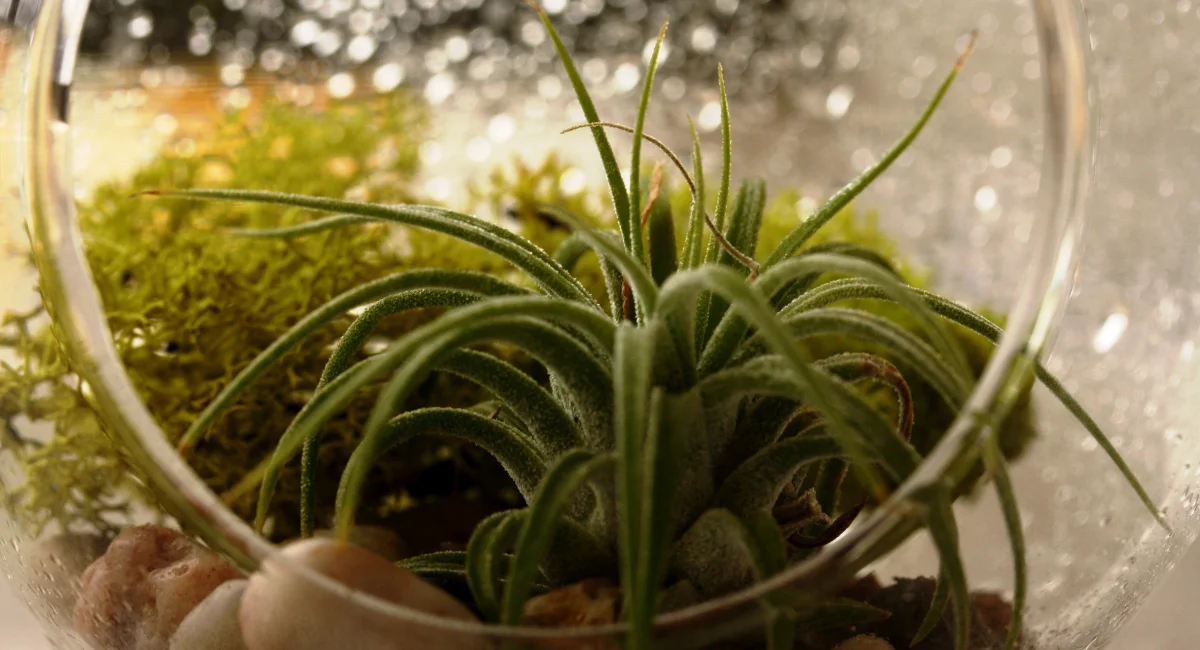 image-banner-stock-air-plant-terrarium-1198923411.webp