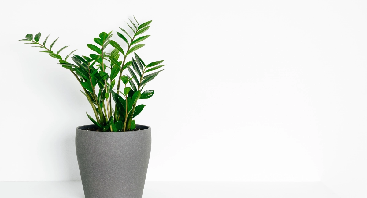 ZZ plant with glossy dark green leaves in modern gray pot
