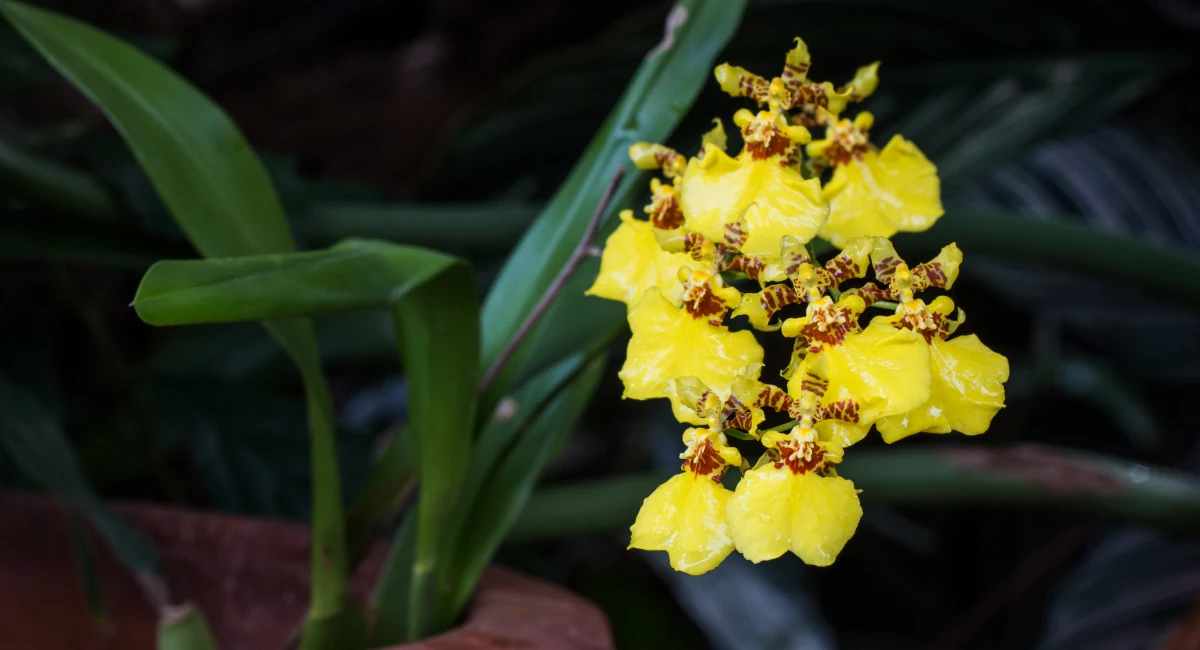 image-banner-stock-oncidium-orchid-flowers-520259813.webp