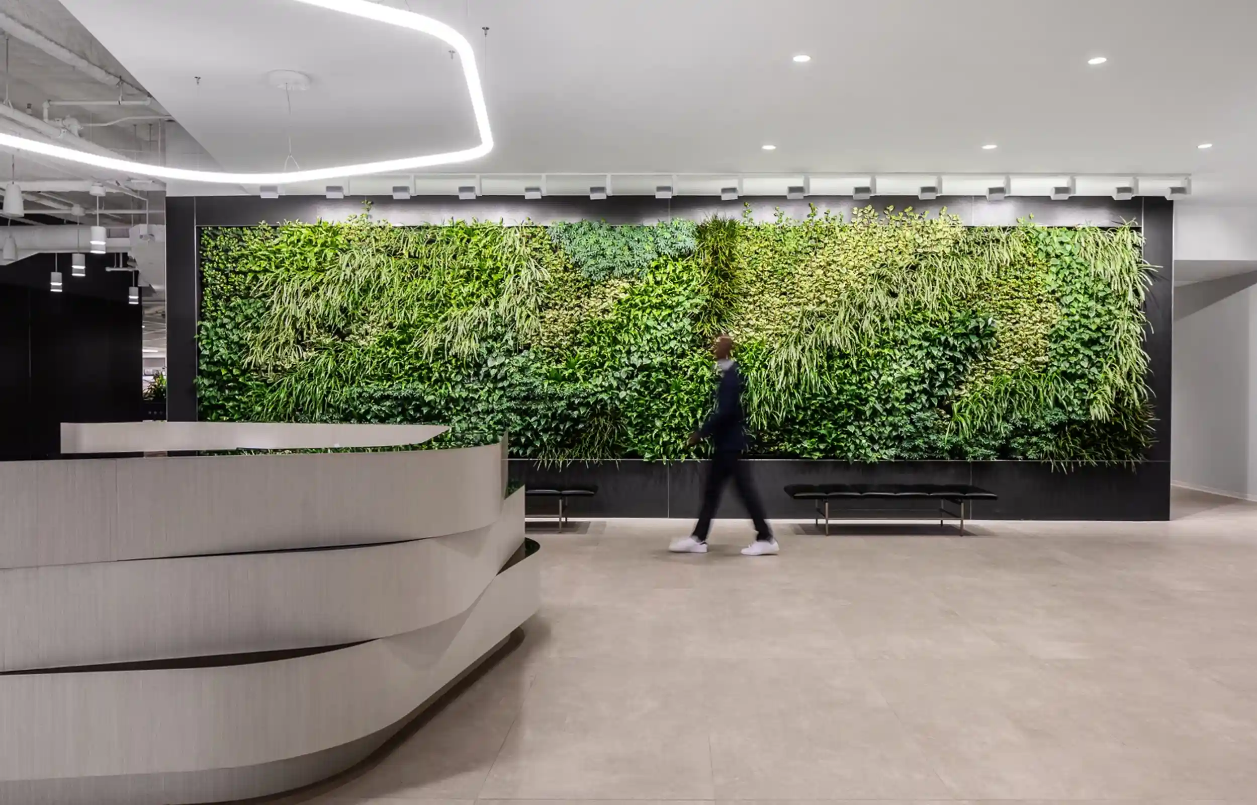 Ambius green walls
