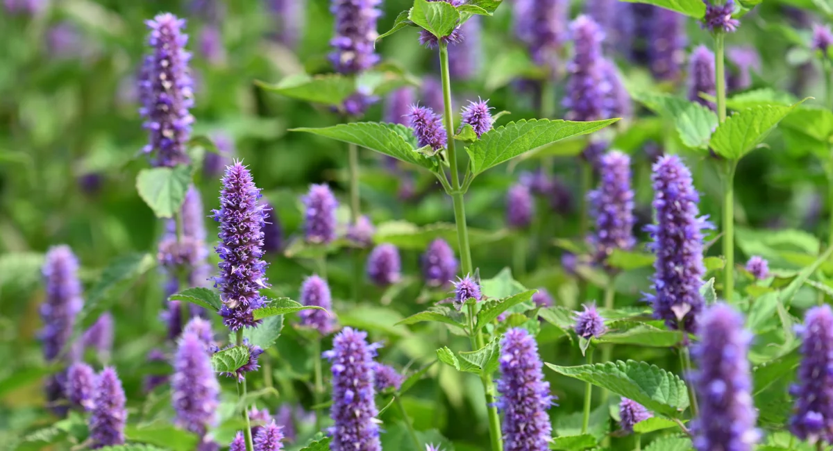 image-banner-stock-anise-hyssop-flowers-1299471669 (1).webp