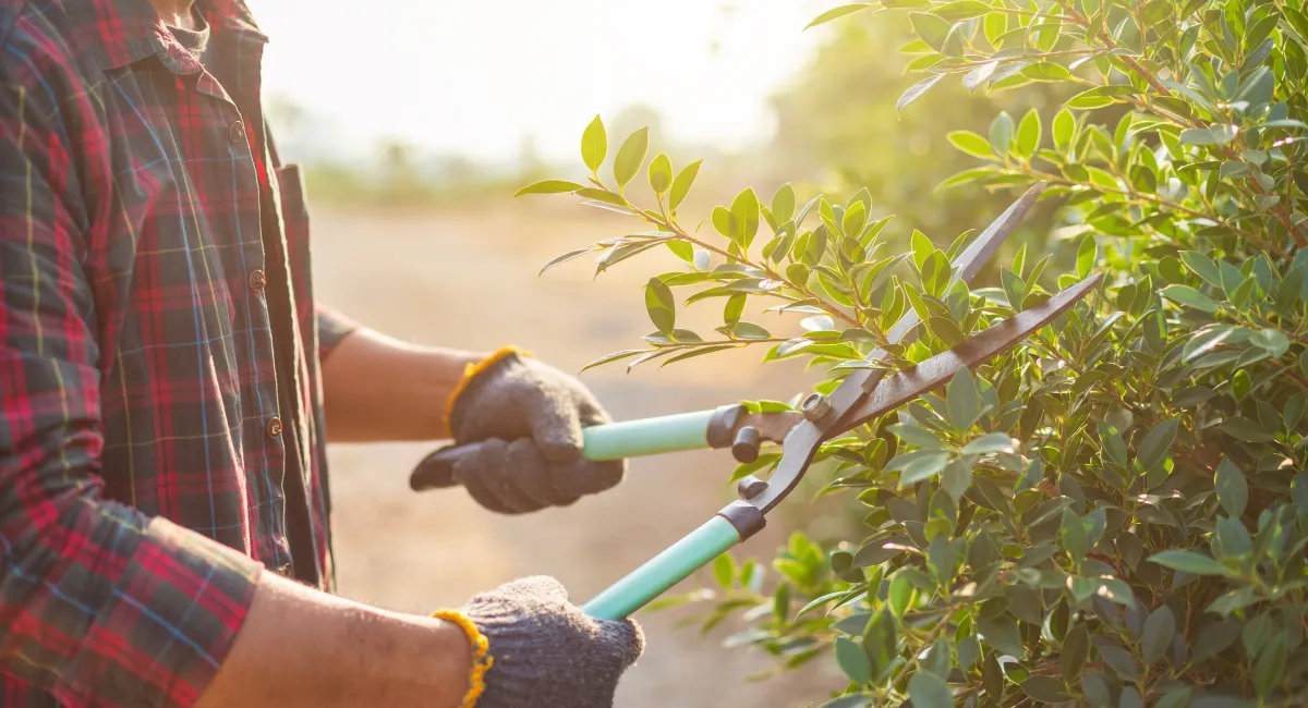 image-banner-stock-people-cutting-a-hedge-in-the-garden--home-and-1207415594.webp