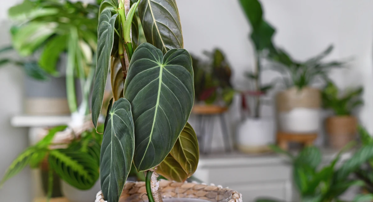 Philodendron with dark green heart-shaped leaves in woven basket in office setting