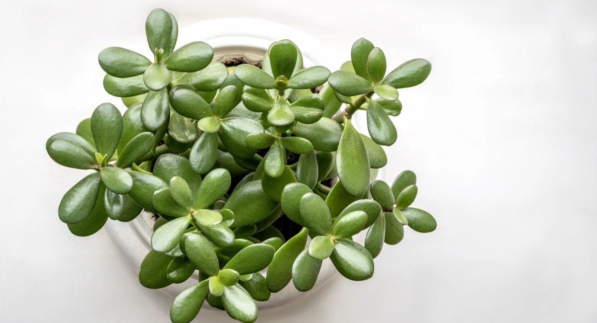 image-banner-stock-succulent-houseplant-crassula-in-a-pot-on-a-white-1132486042.webp