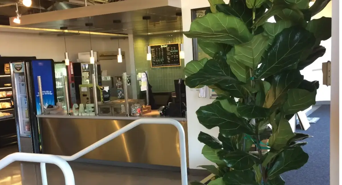 Live potted plant next to cafe