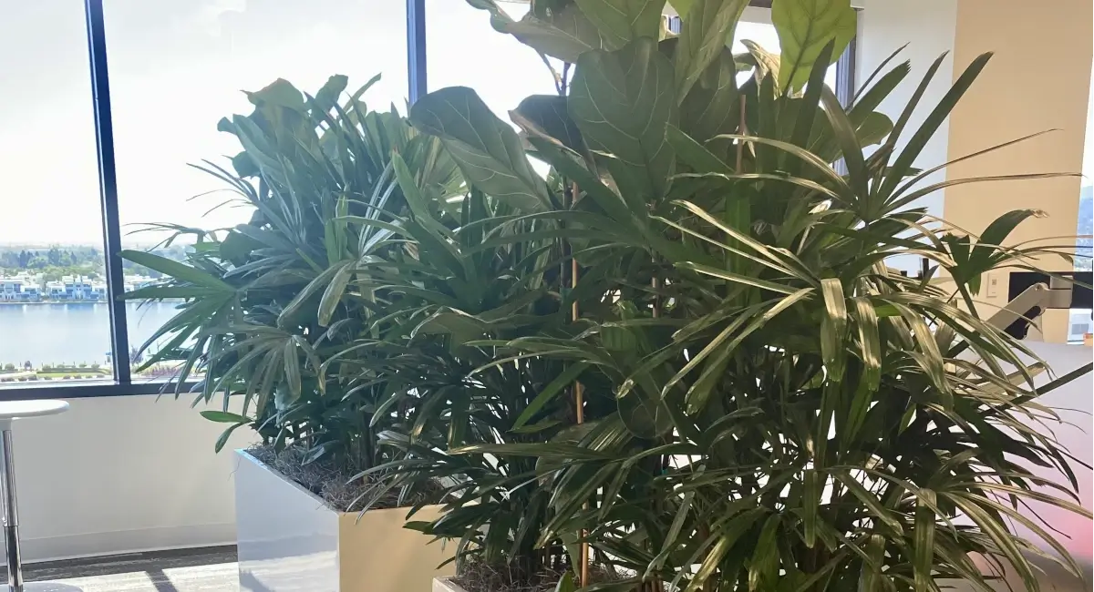 Potted plants