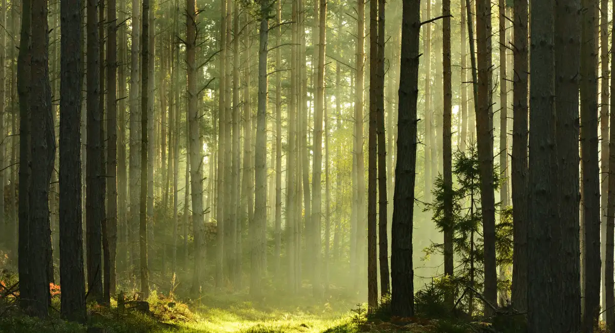 Are Plants Intelligent? Science is Beginning to Think So