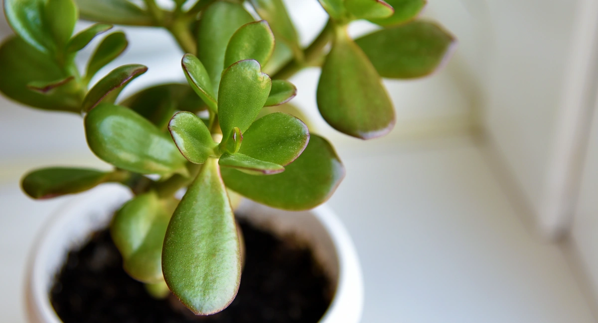 Jade Plant Care: Growing Conditions, Repotting & Pruning