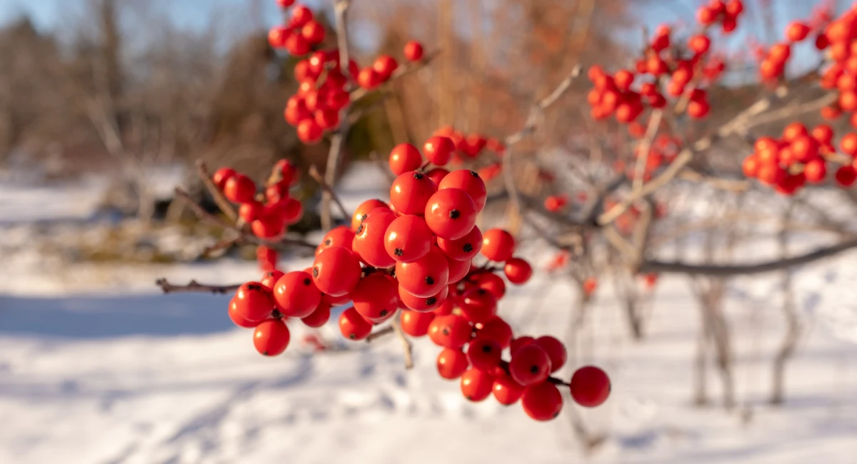 image-banner-stock-close-view-of-the-red-berry-of-a-winterberry-ilex-1389352264.webp