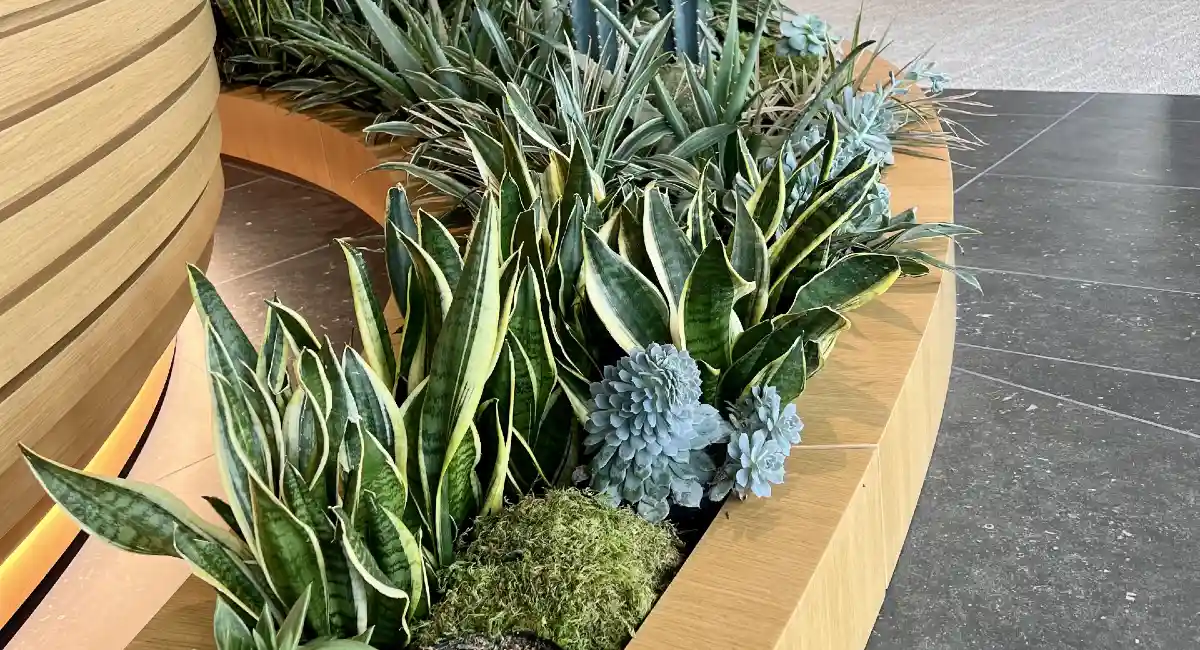 Close up of live plant trough in showroom
