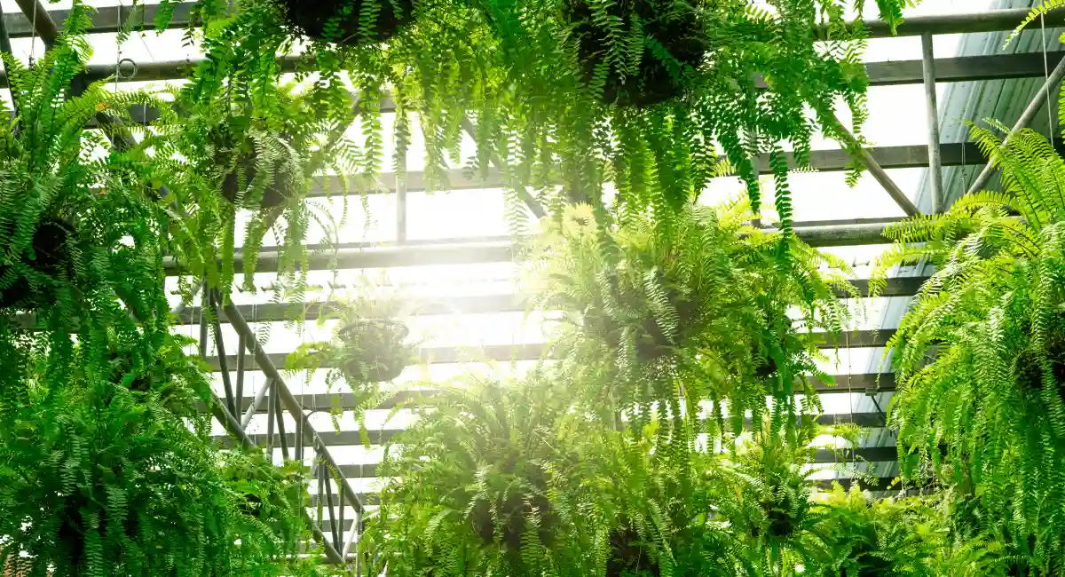plant