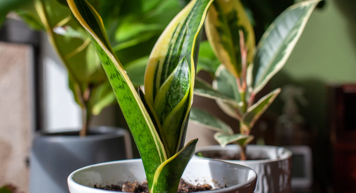 The Ultimate Snake Plant Guide: Expert Care Tips And More
