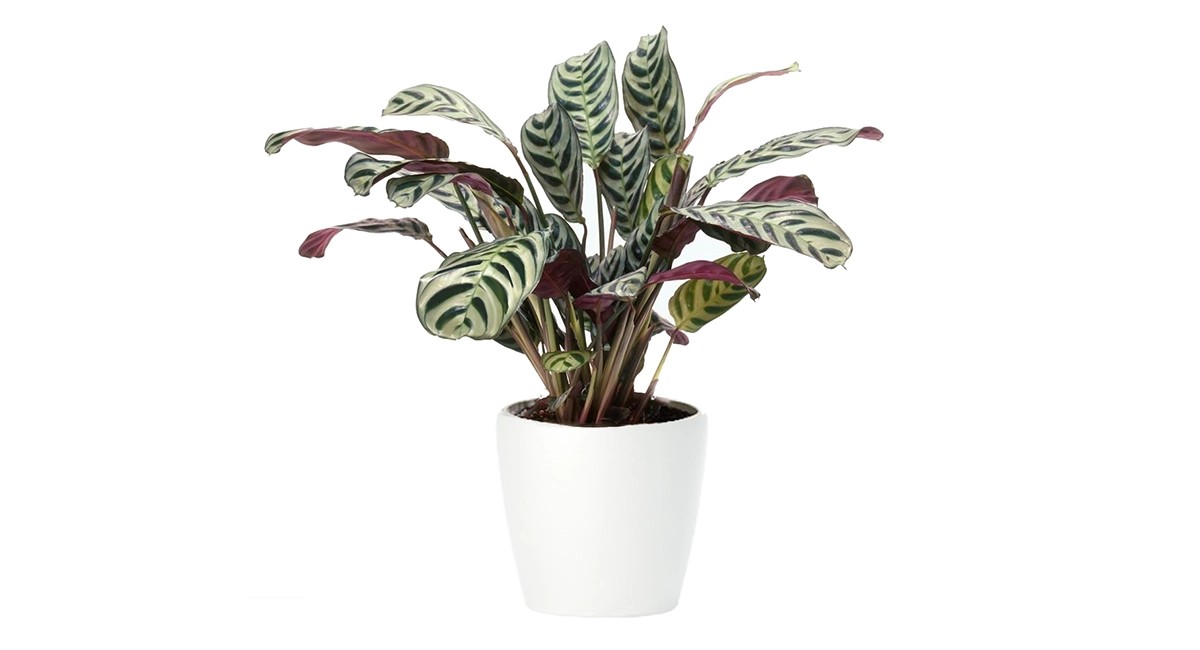 Calathea