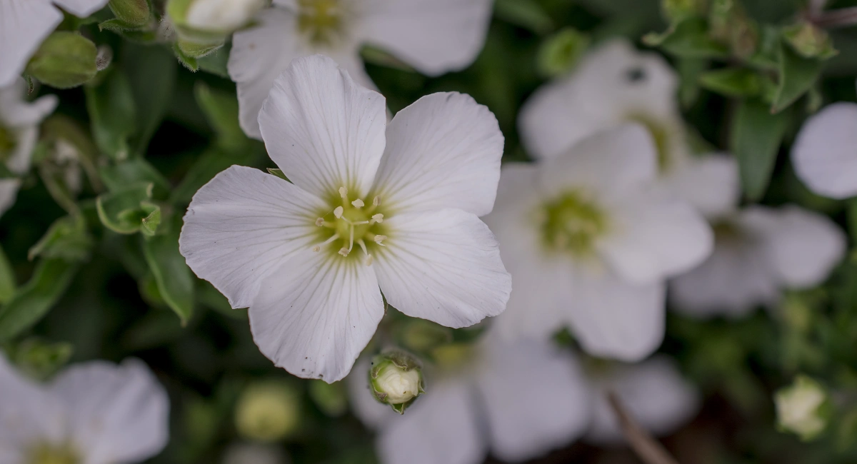 image-banner-stock-iberis-sempervirens--a-spring-summer-white-1449710607.webp