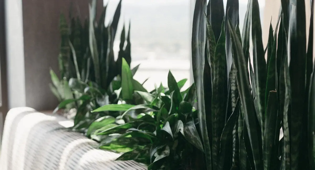 Close-up of lush snake plants and greenery in a built-in indoor planter overlooking a window.