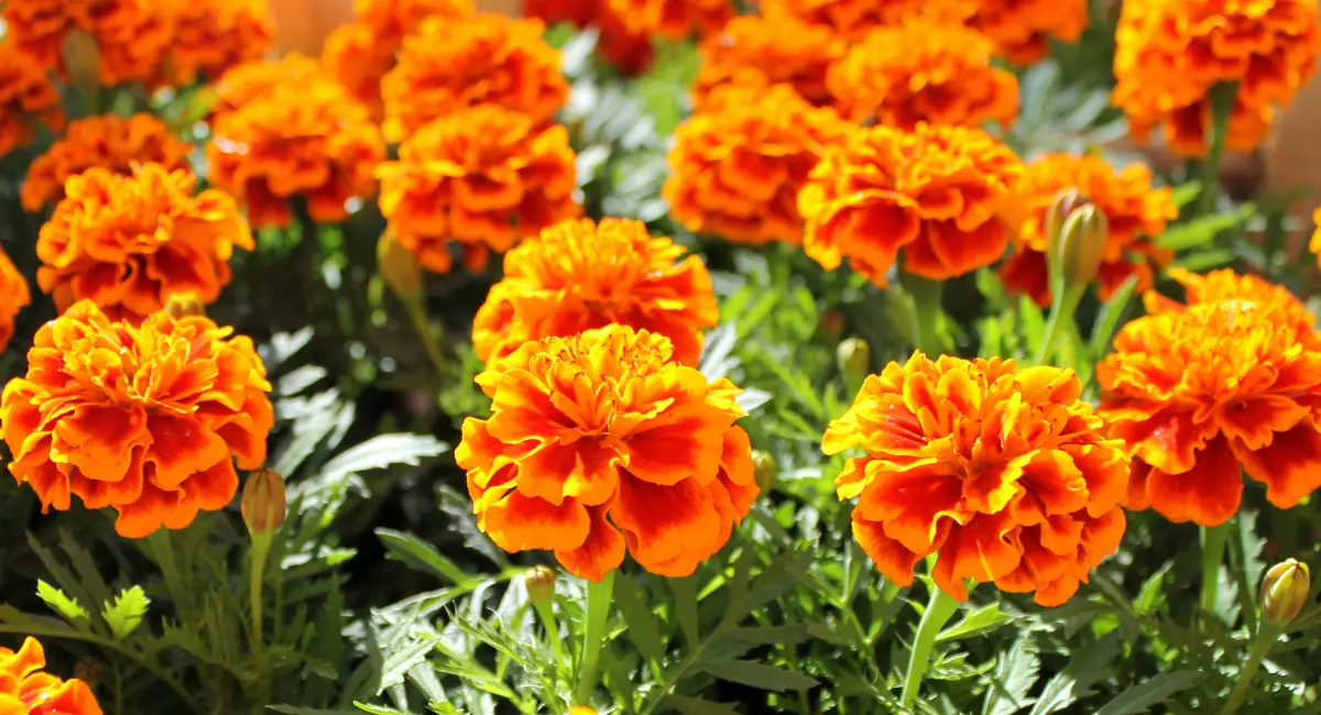 image-banner-stock-marigold-flowers-in-a-pot-516098668.webp