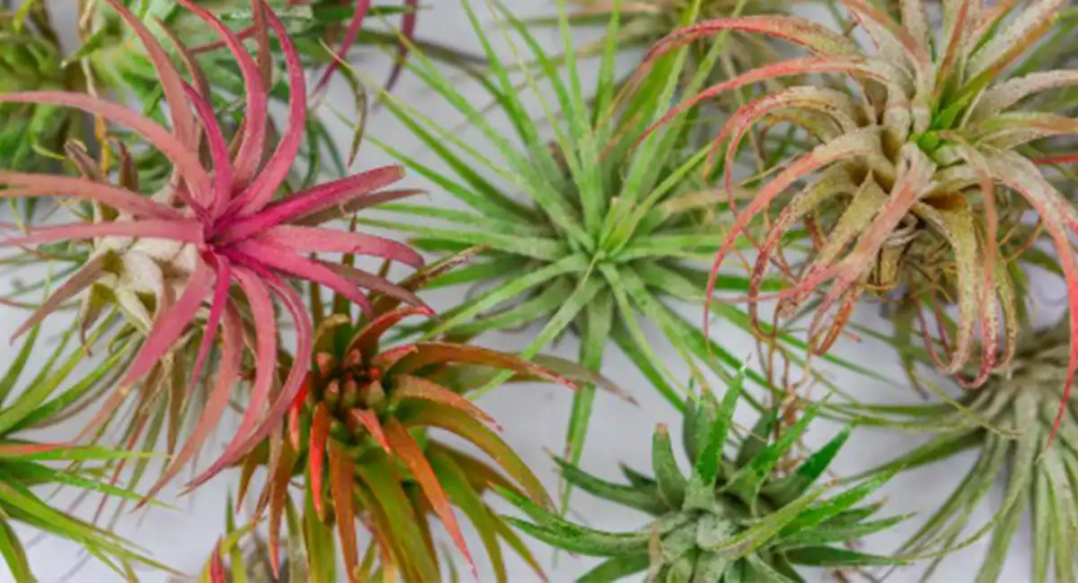 Air plant
