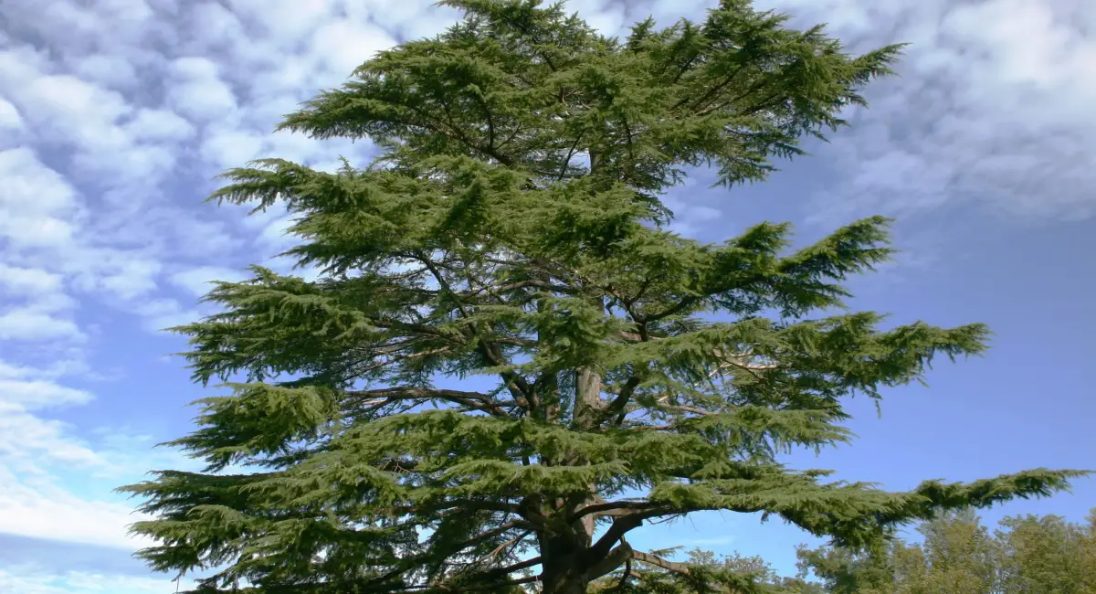 image-banner-stock-cedar-of-lebanon-93148386.webp