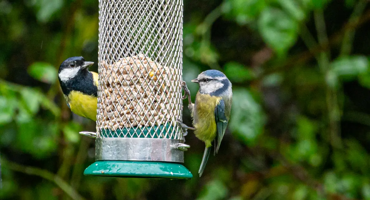 image-banner-stock-blue-tit-1440042966.webp