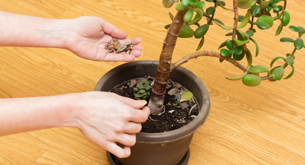 Jade Plant Care: Growing Conditions, Repotting & Pruning