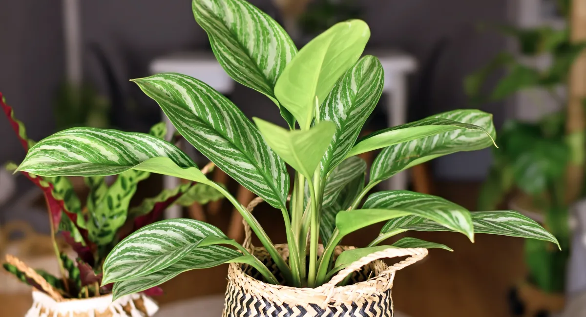 Aglaonema plant with striped green and silver leaves in decorative basket