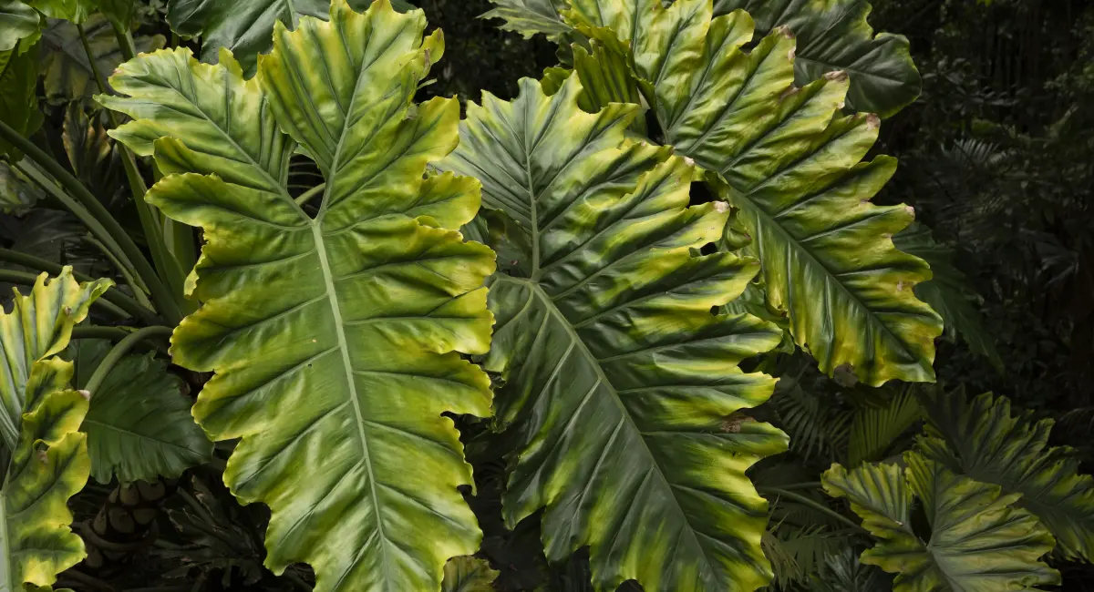 image-banner-stock-philodendron-verrucosum-foliage-growing-in-wild-1463826762.webp