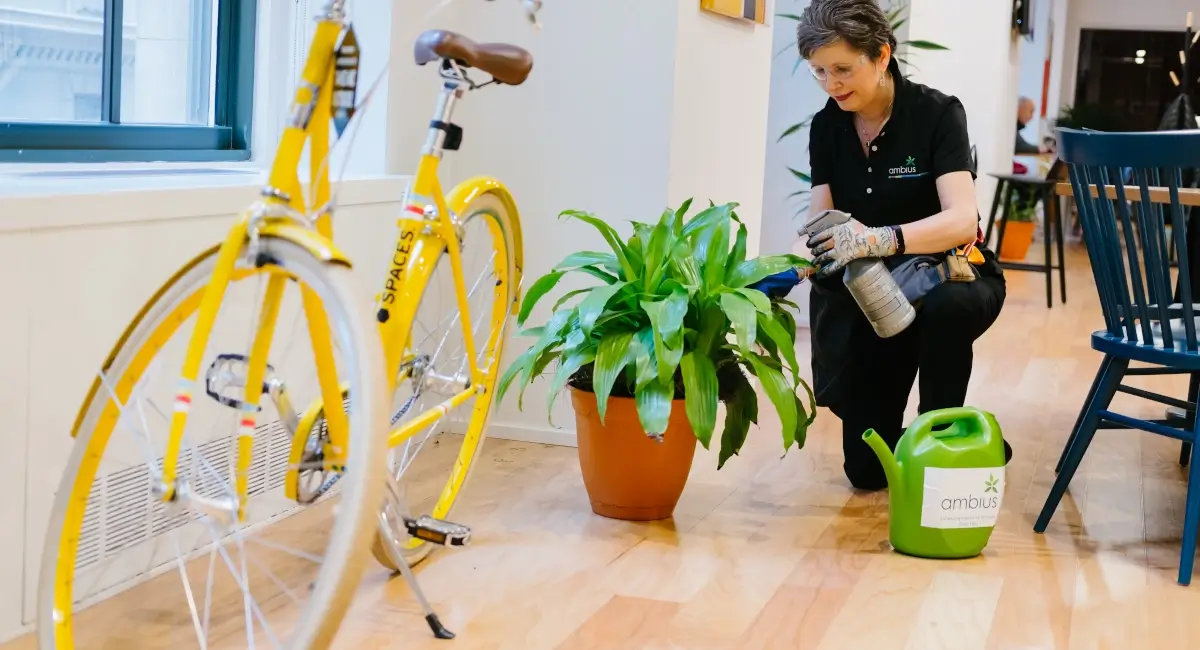 Ambius specialist spraying potted plant next to a yellow bike