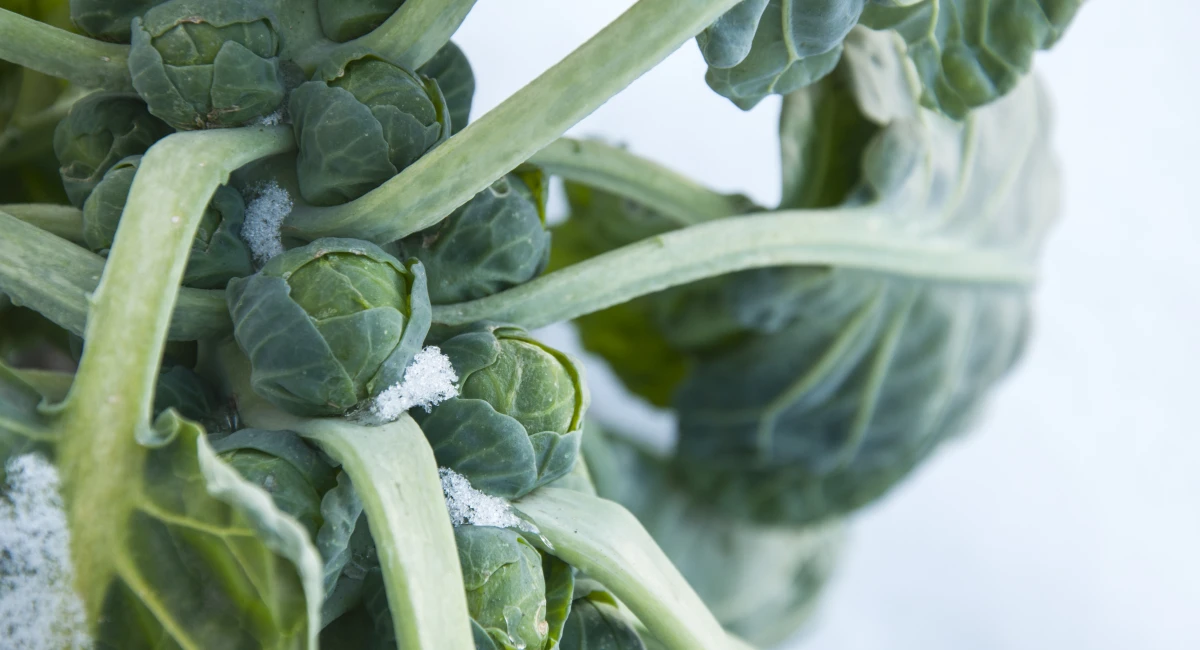 image-banner-stock-brussels-sprouts-on-field-covered-snow-510586988.webp