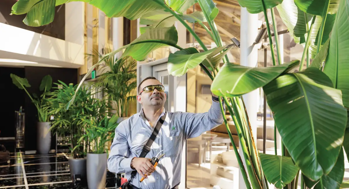 Person trimming a big plant