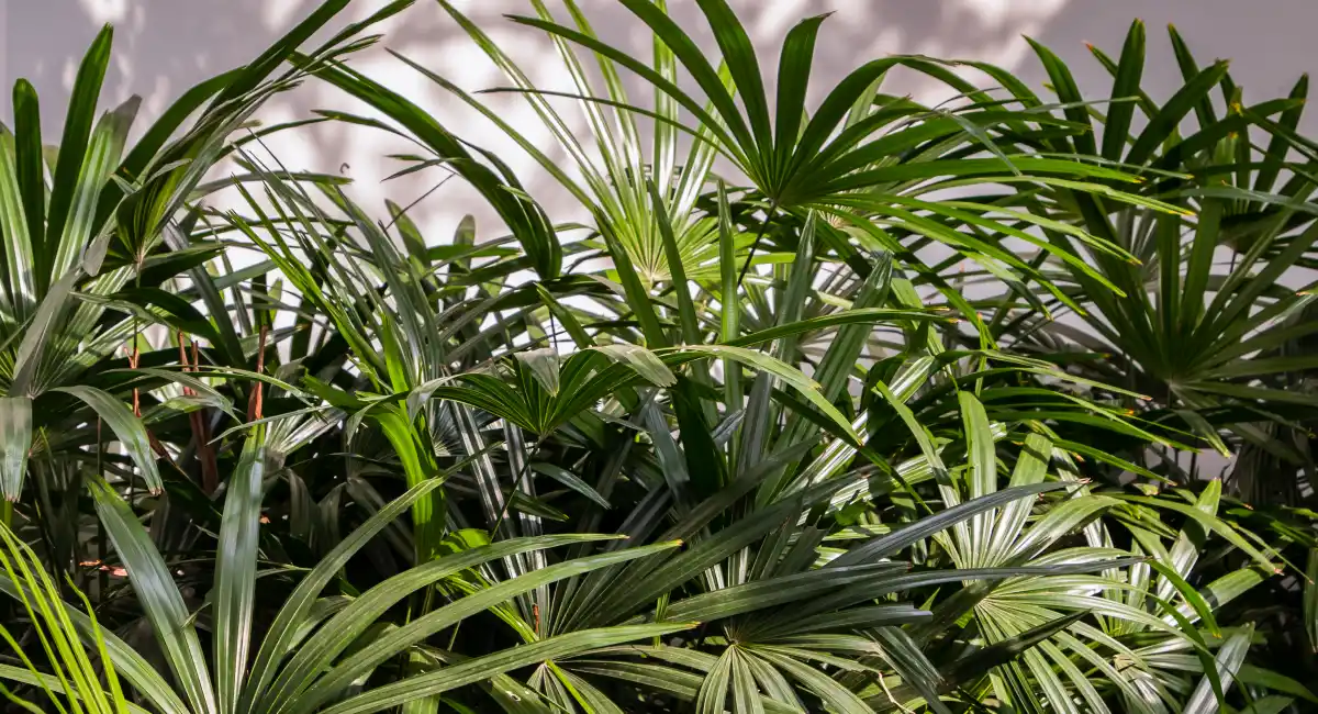image-banner-stock-howea-forsteriana-tree-with-light-and-shadows-on-1310184715 (1).webp