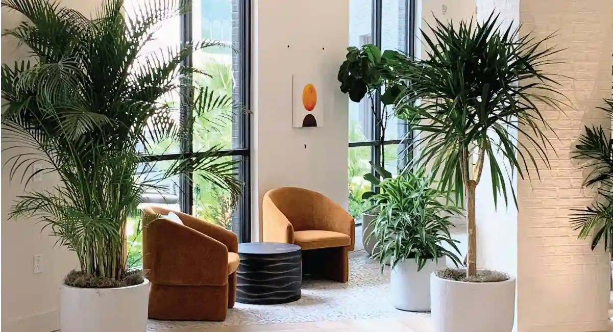 Potted plants in a lounge area