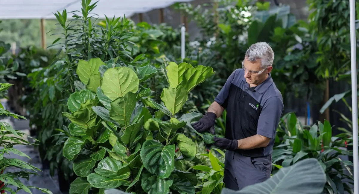 Ambius colleague in a plant finishing center