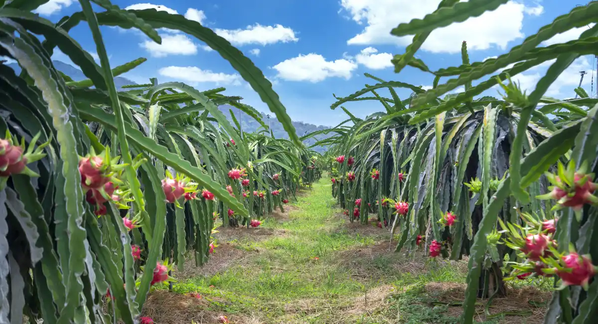 image-banner-stock-dragon-fruit-tree-with-ripe-red-fruit-on-the-tree-1320131362.webp