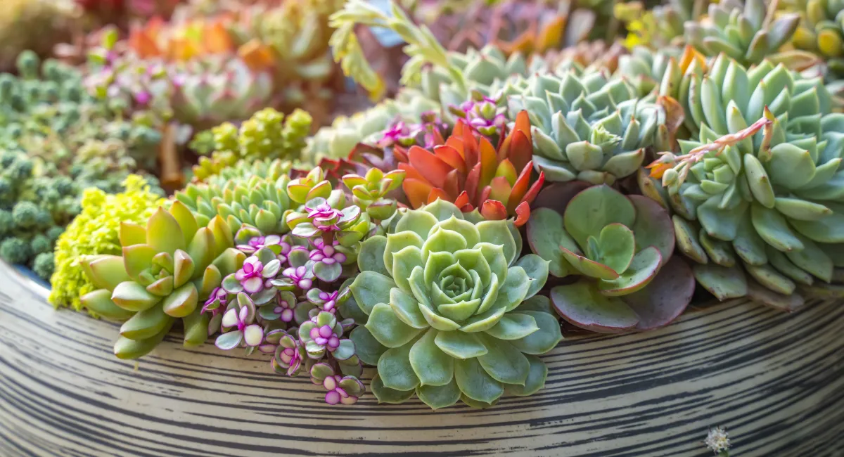 Colorful mixed succulent arrangement in round decorative planter