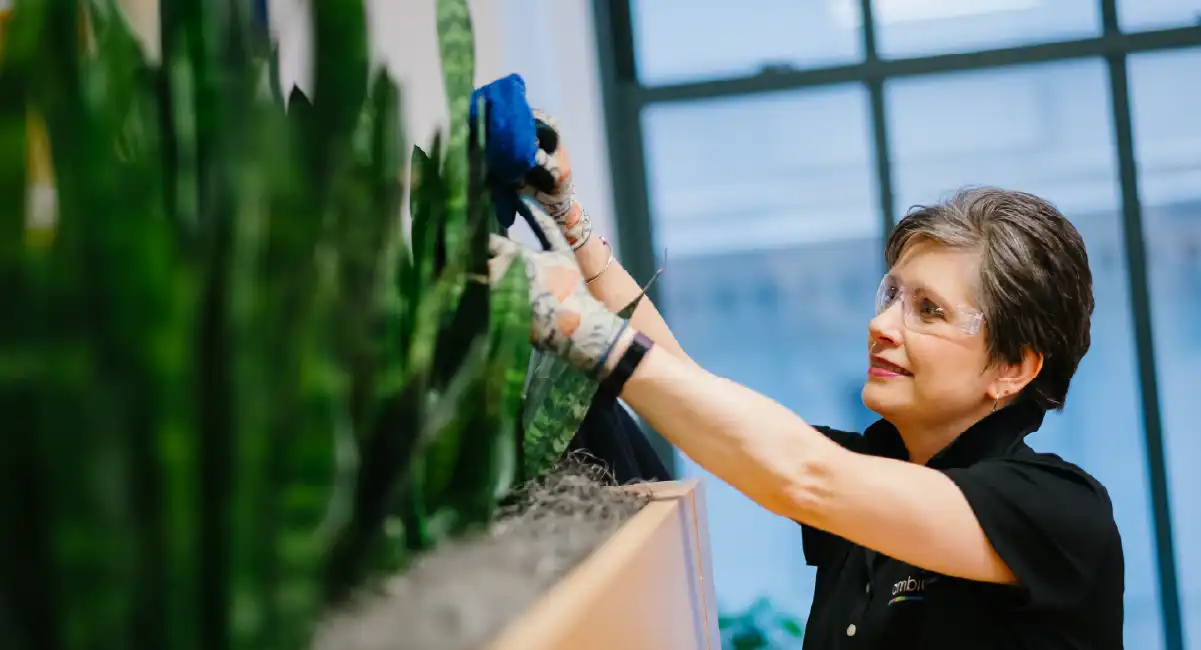 Employee cleaning and maintaining a living green wall in a modern indoor workspace.
