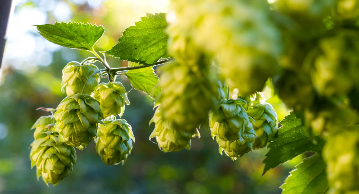 image-banner-stock-beer-industry-1223290786.webp