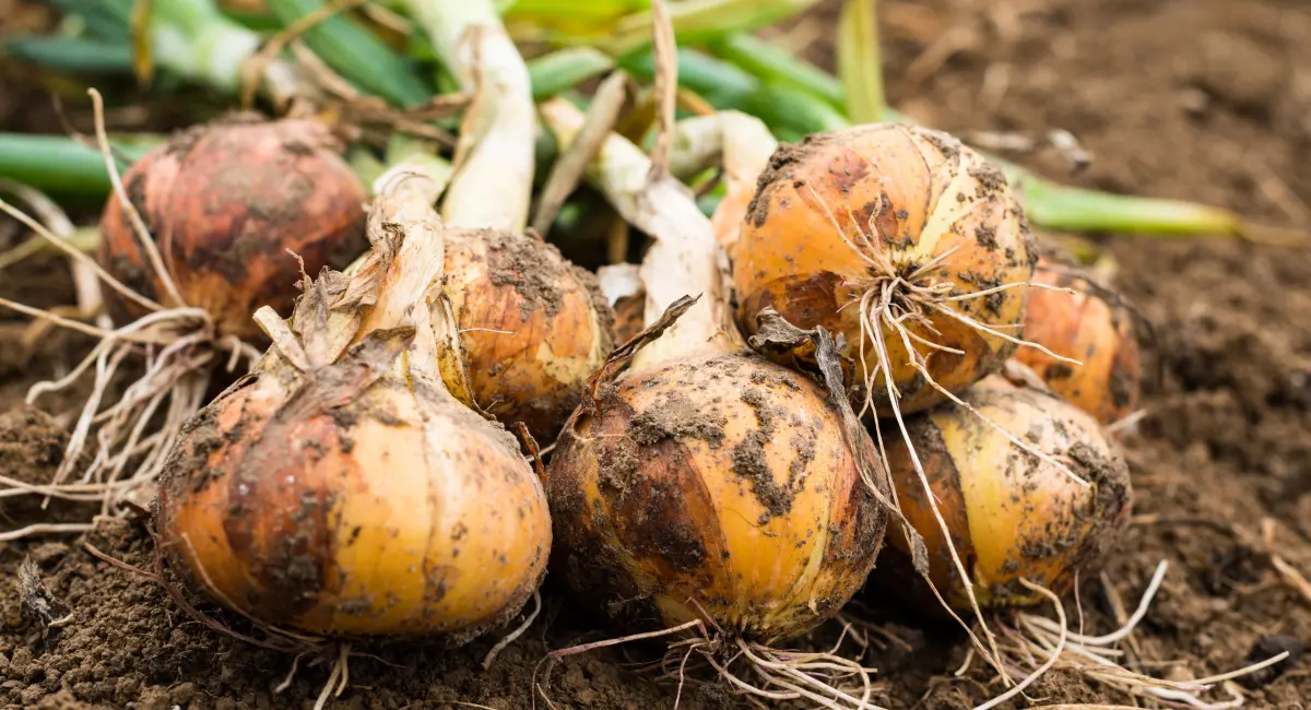 image-banner-stock-freshly-dug-onion-bulbs-626810604.webp