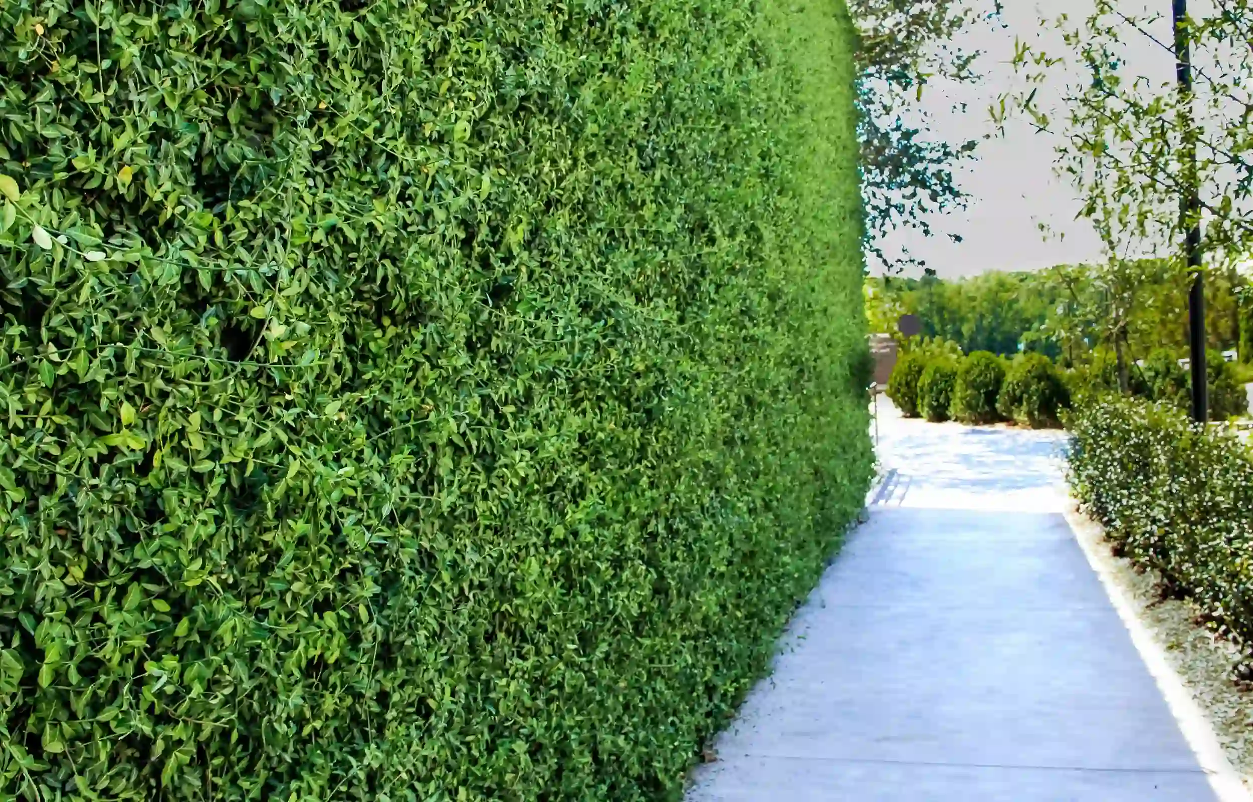 Outside green wall in Alpharetta GA