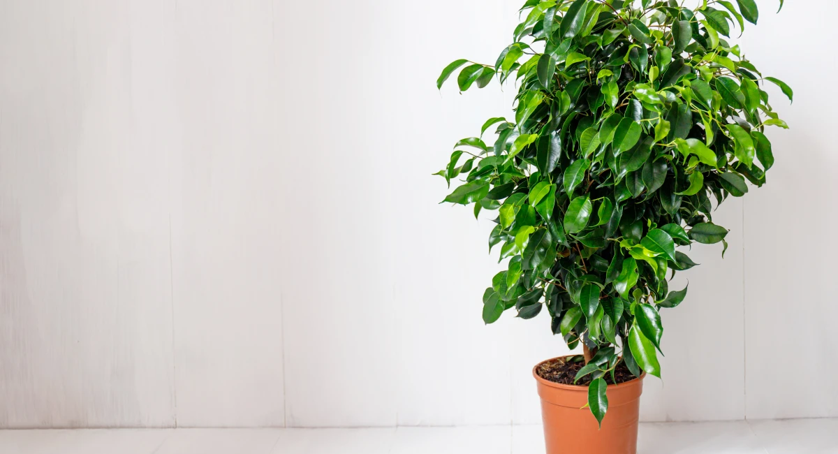 image-banner-stock-plant-ficus-benjamina-in-a-dark-brown-pot--1257041848.webp